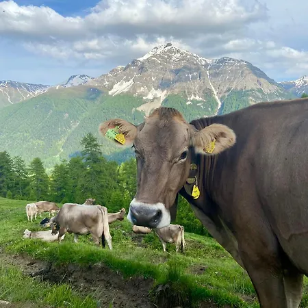 Alp Es-cha Dadour Bed & Breakfast Madulain