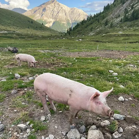 Alp Es-cha Dadour 3*