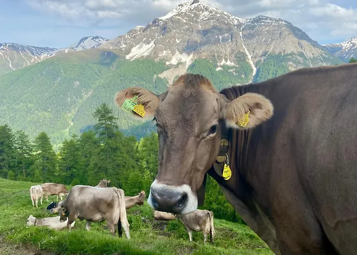 Alp Es-cha Dadour Panzió Madulain