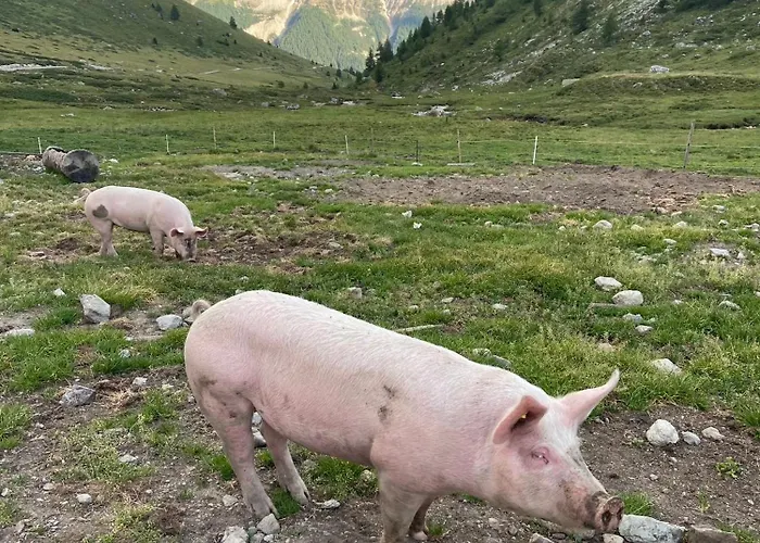 Alp Es-cha Dadour 3*